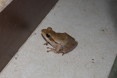 Polypedates maculatus