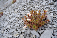 Epilobium vernicosum