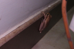 Polypedates maculatus