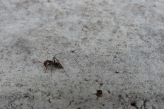 Camponotus rufoglaucus