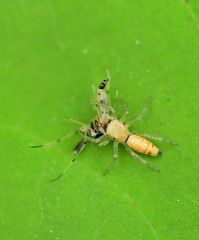 Araneae
