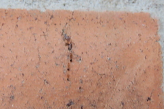 Trichomyrmex destructor