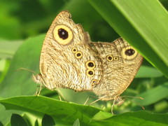 Ypthima baldus newboldi