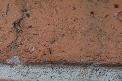 Trichomyrmex destructor