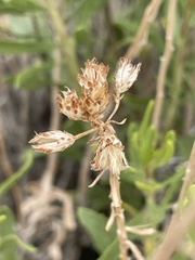 Isocoma azteca