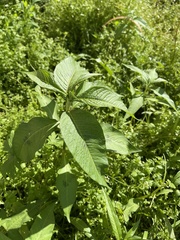 Persicaria orientalis