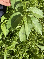 Persicaria orientalis