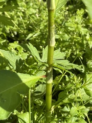 Persicaria orientalis