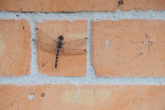 Bradinopyga geminata