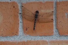 Bradinopyga geminata