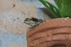 Polypedates maculatus