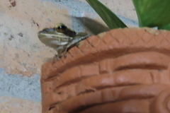 Polypedates maculatus