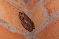 Polypedates maculatus