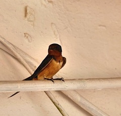 Hirundo rustica