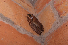 Polypedates maculatus