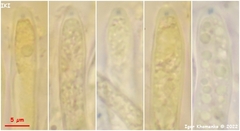 Hymenoscyphus albopunctus