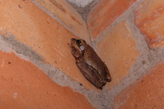 Polypedates maculatus