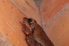 Polypedates maculatus