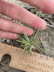 Phemeranthus confertiflorus