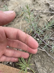 Phemeranthus confertiflorus