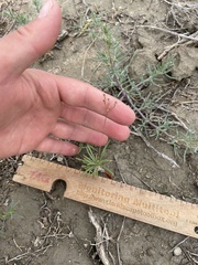 Phemeranthus confertiflorus