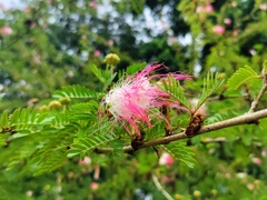 Calliandra surinamensis