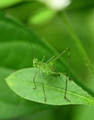 Orthoptera