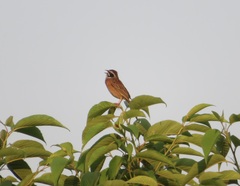 Emberiza cioides