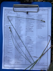 Carex siccata