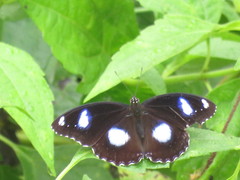 Hypolimnas bolina bolina