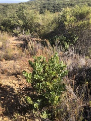 Arctostaphylos rainbowensis