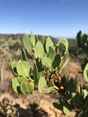 Arctostaphylos rainbowensis