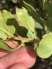 Arctostaphylos rainbowensis