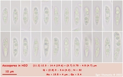 Hymenoscyphus albopunctus