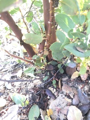 Arctostaphylos rainbowensis