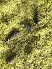 Cerithideopsis californica