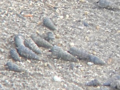Cerithideopsis californica