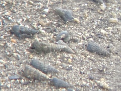 Cerithideopsis californica