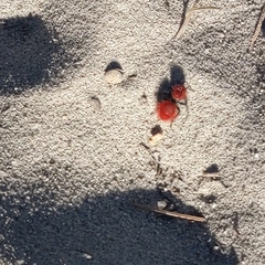 Dasymutilla coccineohirta