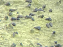 Cerithideopsis californica