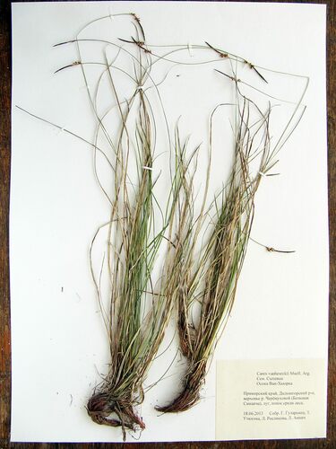 Carex vanheurckii iNat (2)
