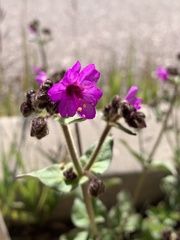 Mirabilis melanotricha