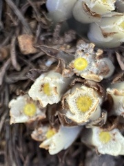 Pityopus californicus