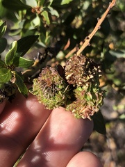 Asphondylia ceanothi