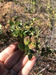 Asphondylia ceanothi