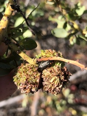 Asphondylia ceanothi