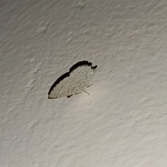 Spalgis epius