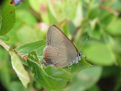 Satyrium edwardsii