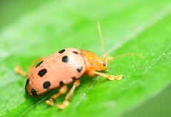 Podontia quatuordecimpunctata