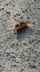 Polygonia progne